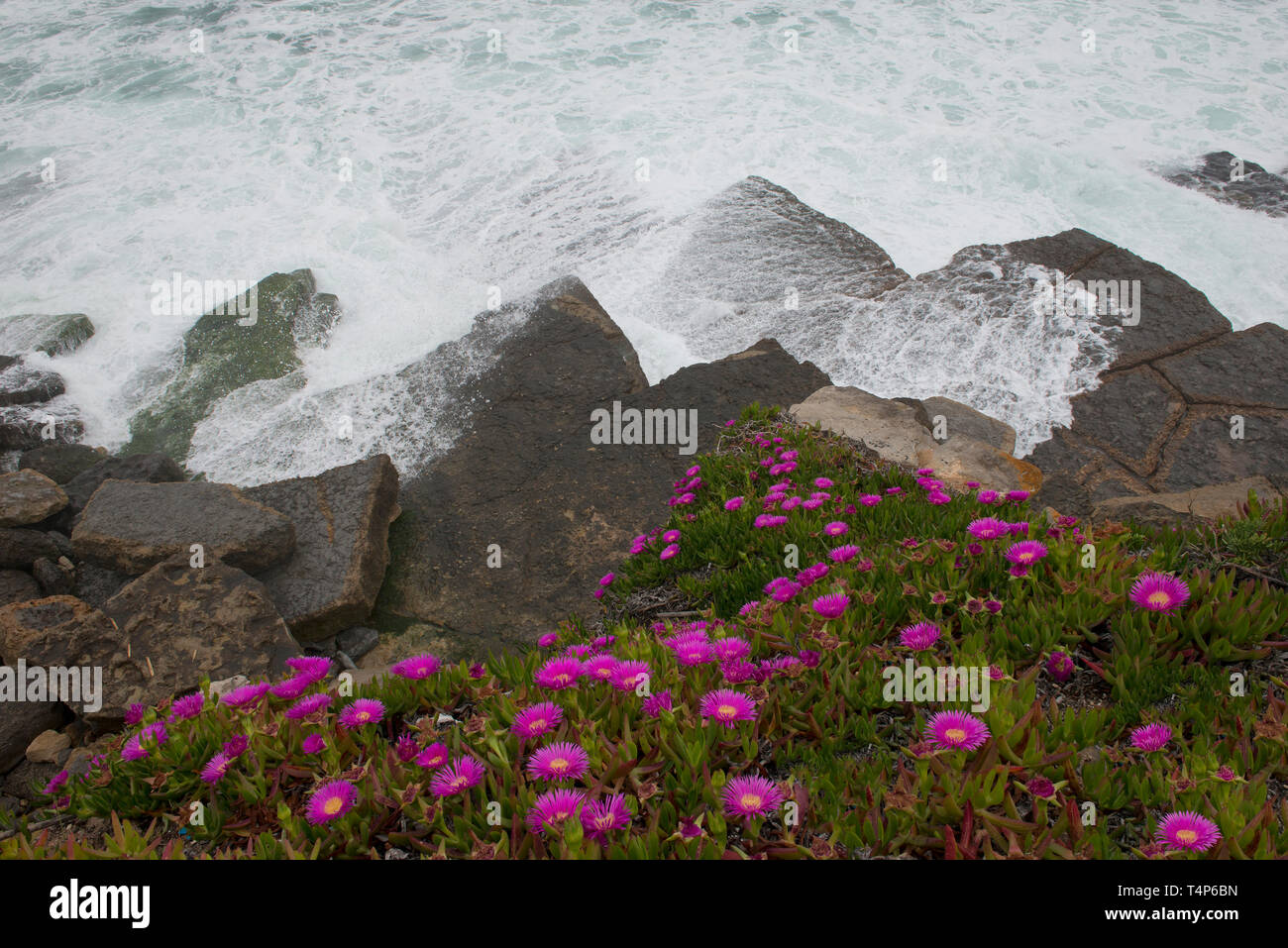 Carpobrotus edulis fiori, piante invasive, Serra de Sintra, costa di Lisbona, Portogallo, Europa Foto Stock