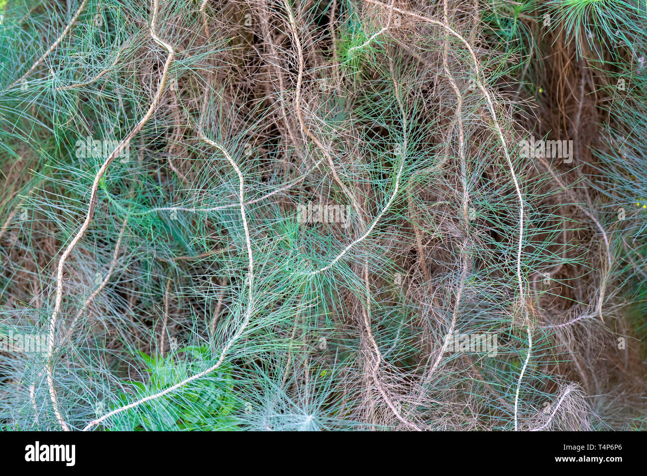 Aghi di pino delle Canarie. Foto Stock
