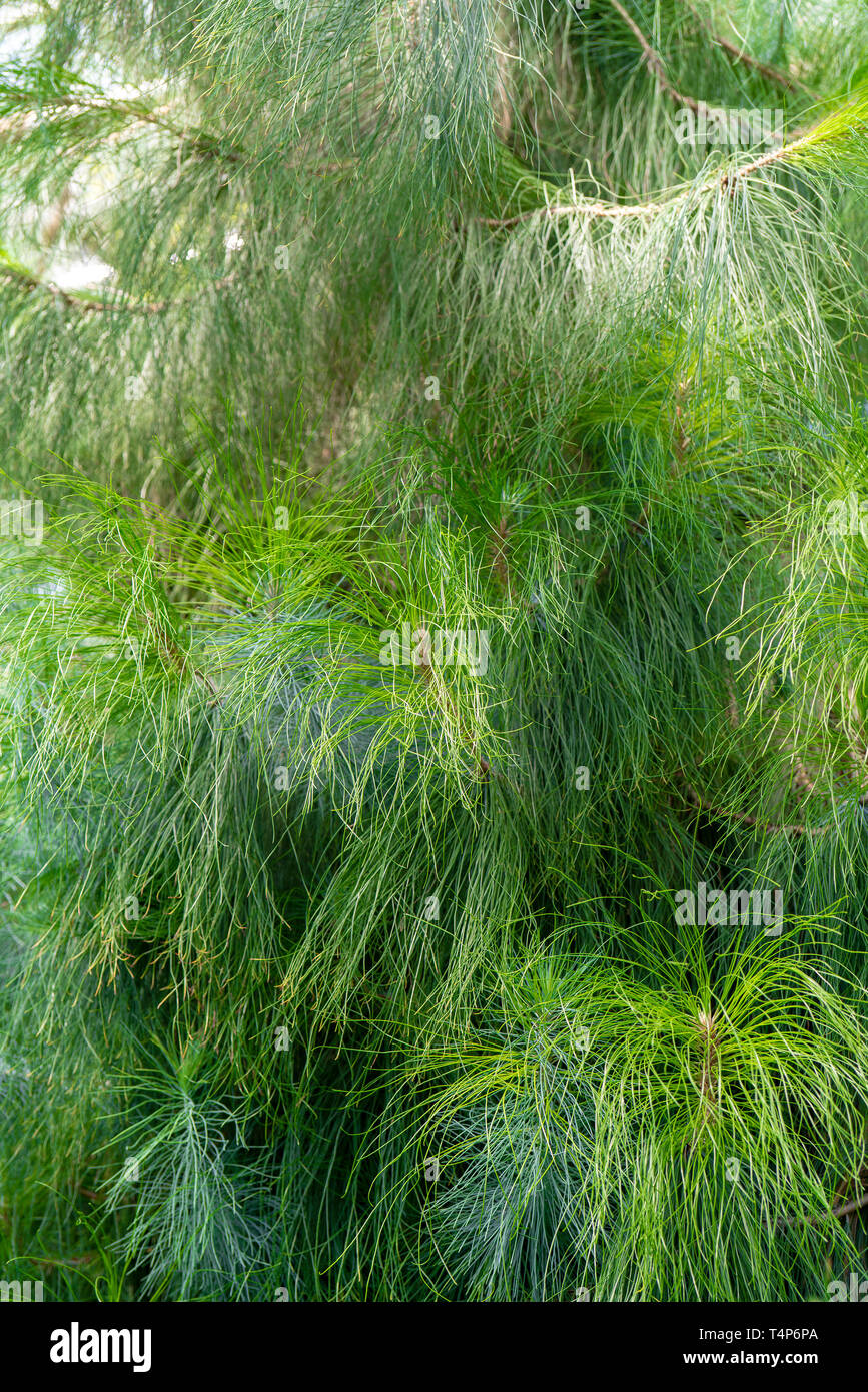Aghi di pino delle Canarie. Foto Stock