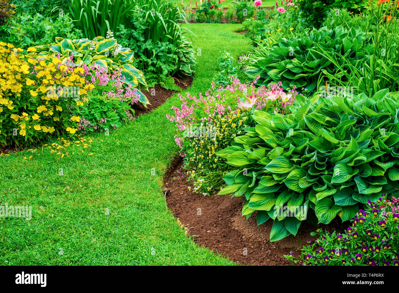 Perenne aiuole di fiori con gigli, hosta e cuori di sanguinamento. Foto Stock