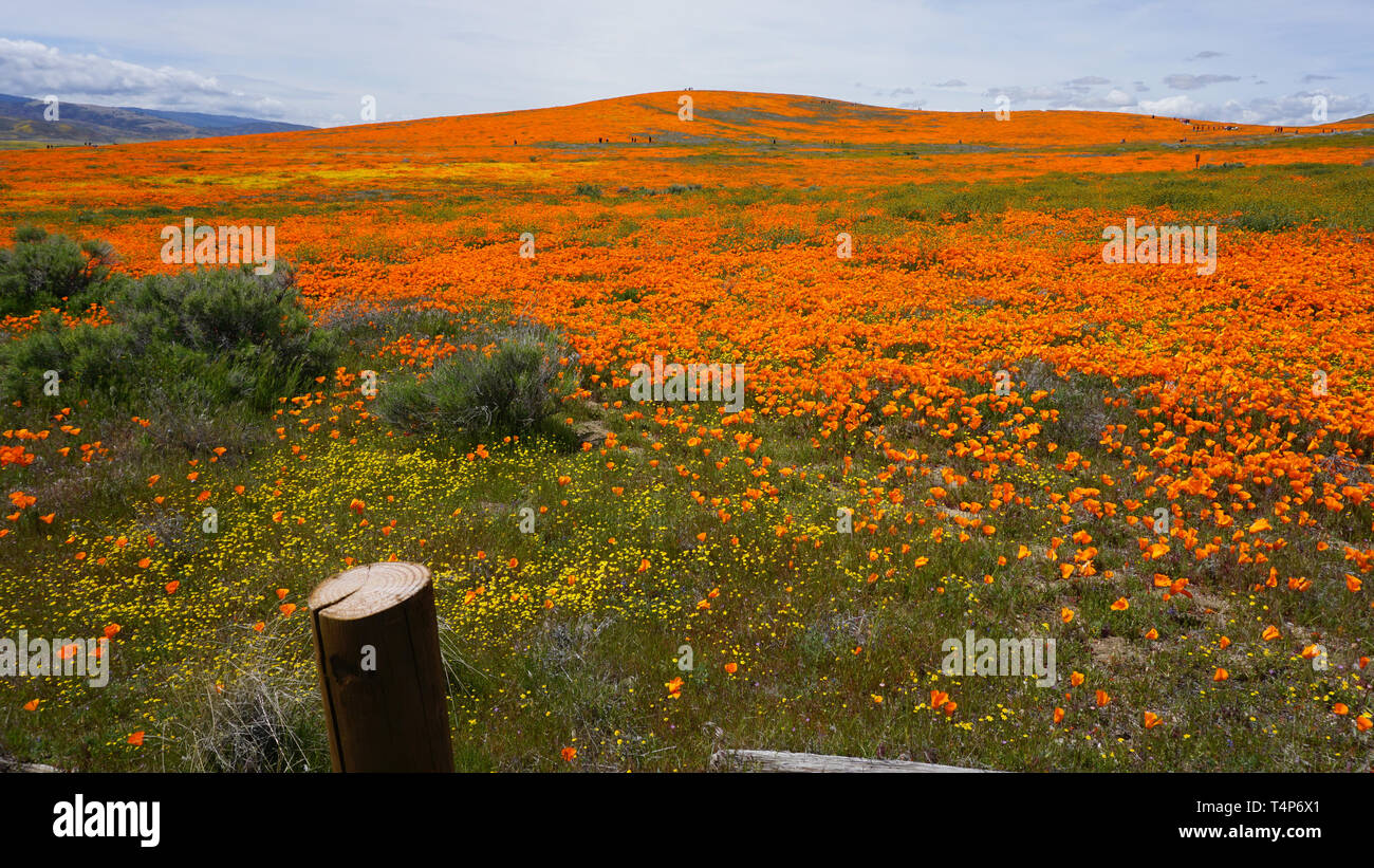 Papaveri arancione. Eschscholzia californica. Goldenfields giallo. Lasthenia californica.Super Bloom, Antelope Valley Riserva di papavero, California, Stati Uniti d'America. Foto Stock