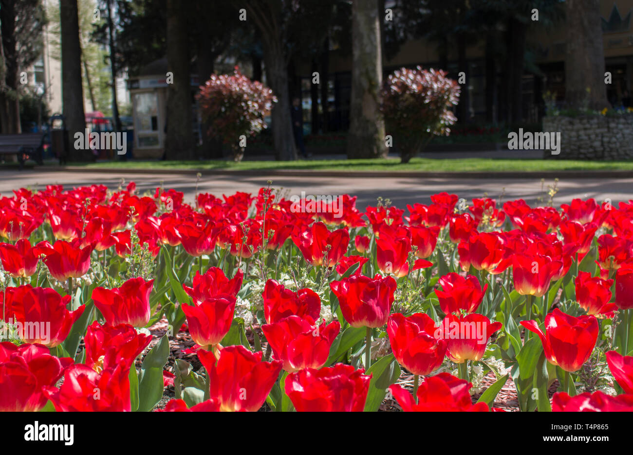 Città letti con fiori, responsabilità ambientale e abbellimento attraverso la partecipazione della Comunità e la sfida della concorrenza Foto Stock