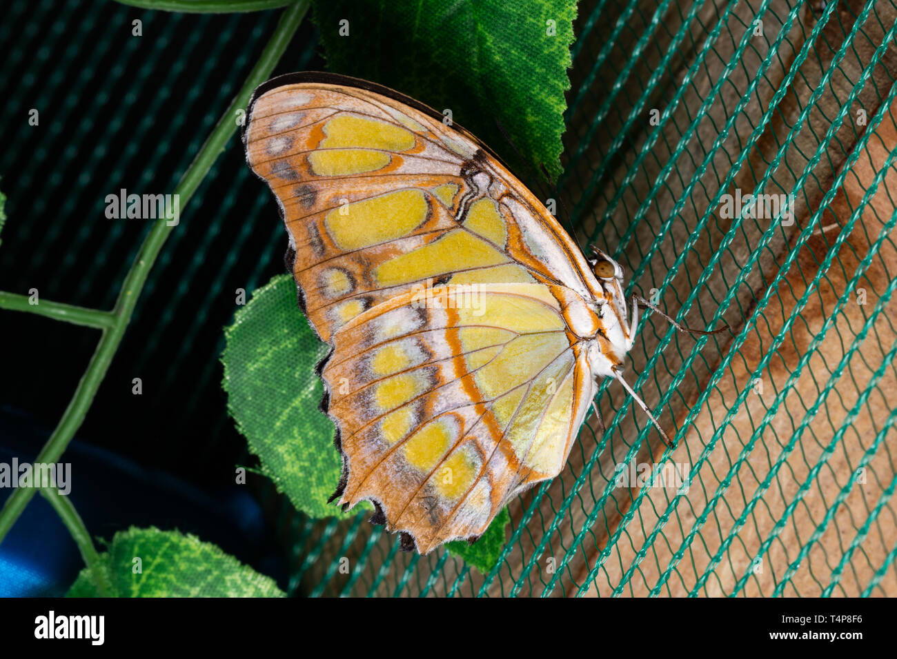 Bellissime farfalle tropicali sulla compensazione. La bellezza della natura. Foto Stock