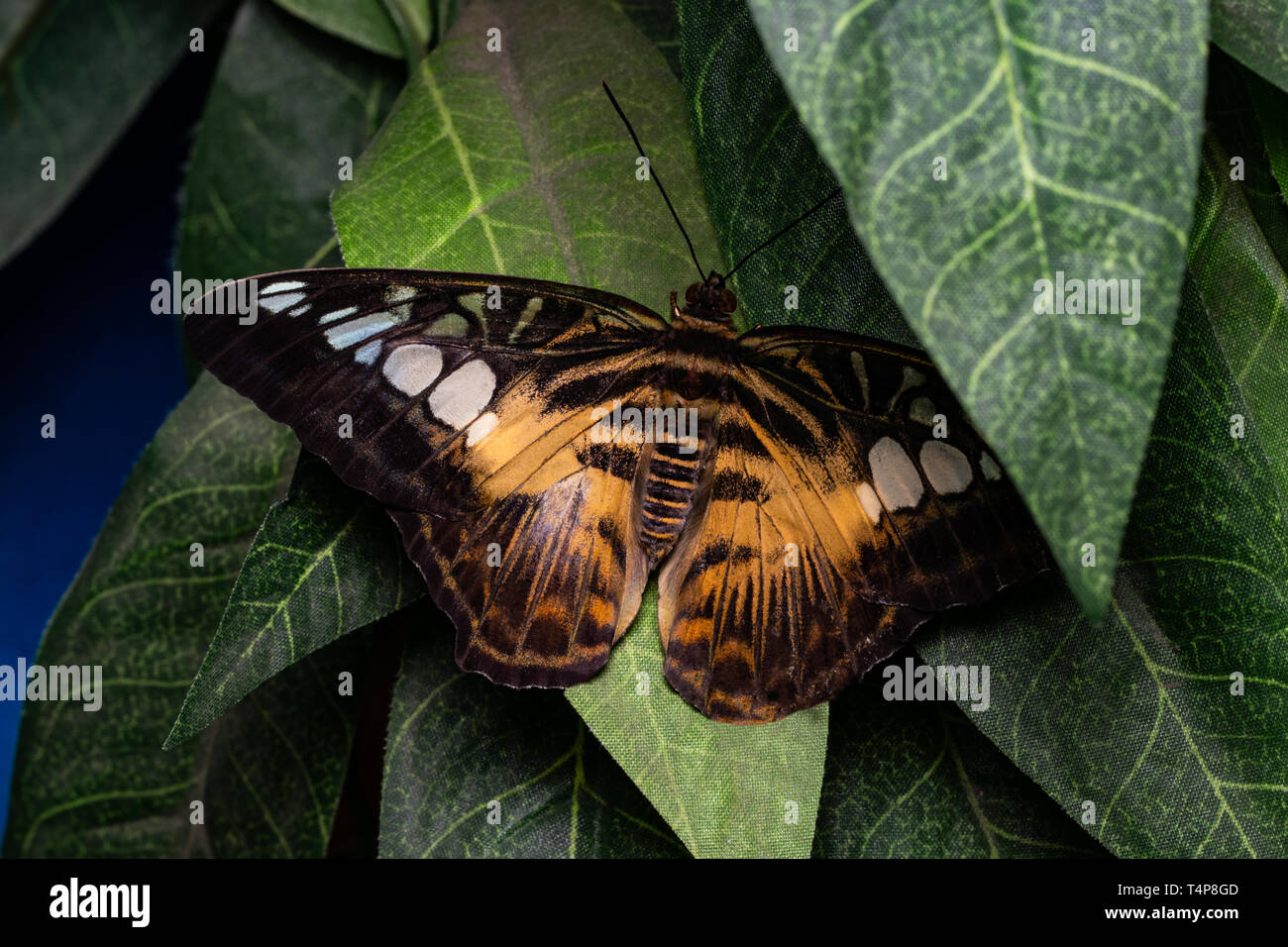 Bellissime farfalle tropicali sulle foglie verdi. La bellezza della natura. Foto Stock