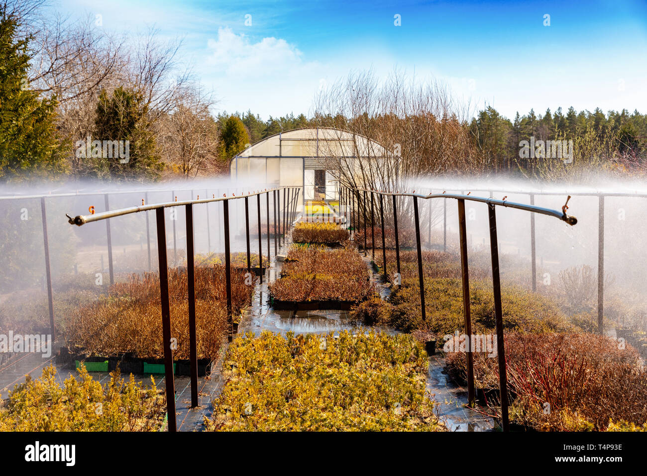 Acqua impianto di irrigazione lavorando sul vivaio plantation Foto Stock