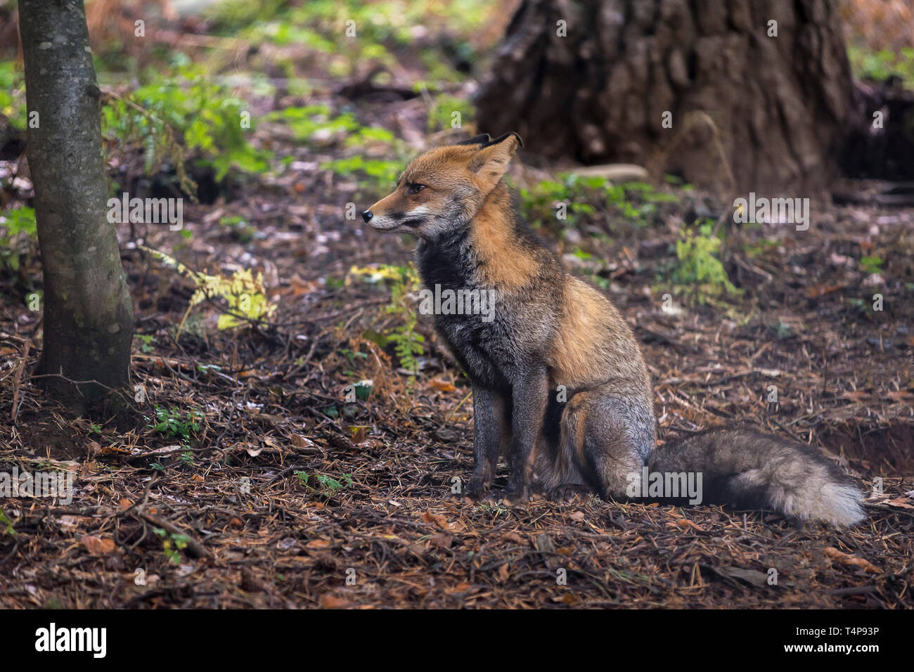 La volpe rossa seduta in una radura della foresta, è guardando alla parte anteriore Foto Stock