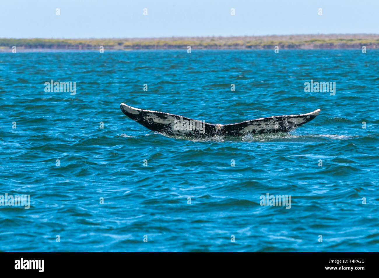 Balena Grigia (Eschrichtius robustus) mostra che la coda di passera nera come le immersioni al largo della costa della Baja California, Messico. Foto Stock