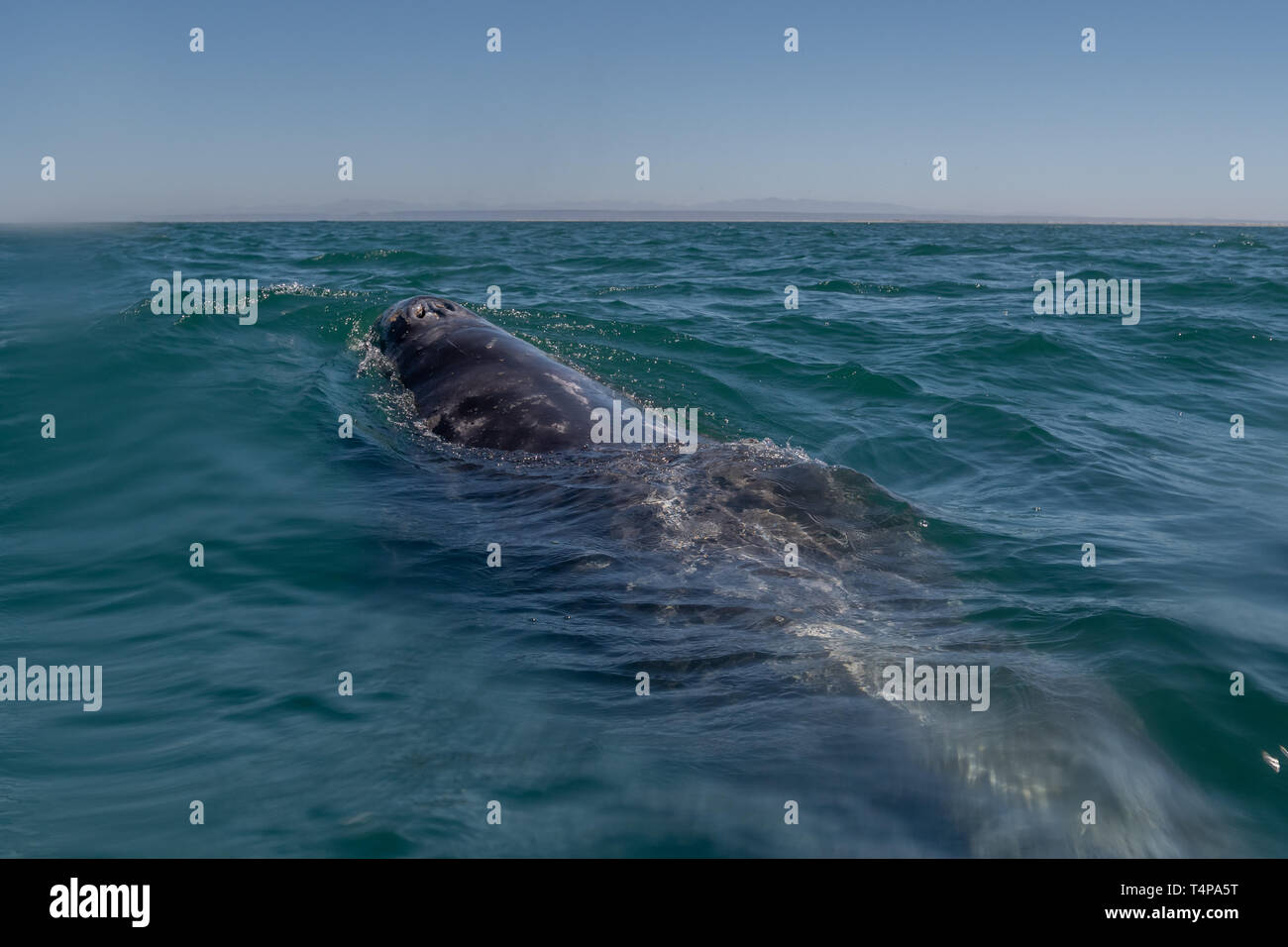Balena Grigia (Eschrichtius robustus) superfici al largo della costa della Baja California, Messico. Foto Stock