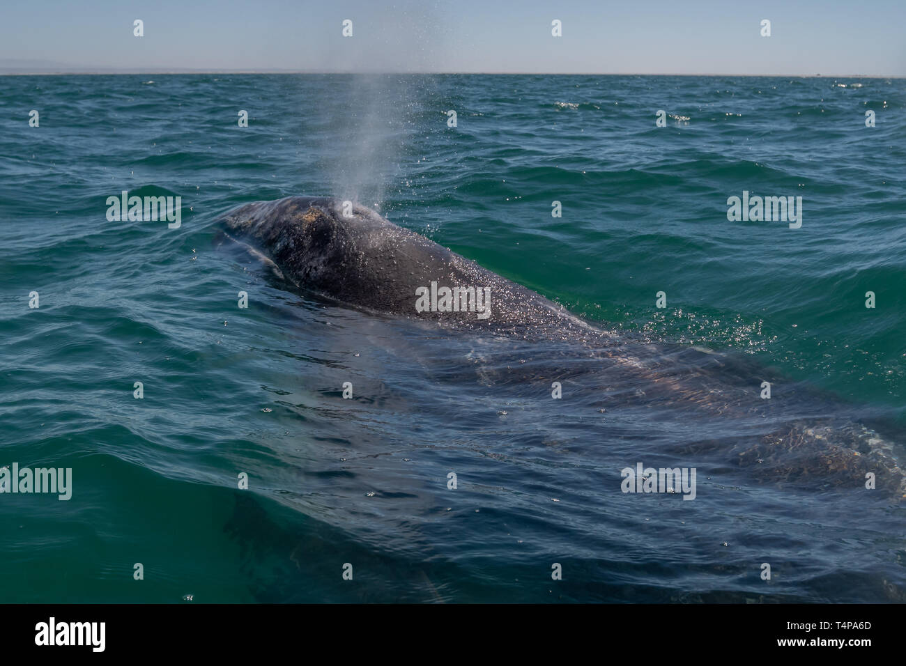 Balena Grigia (Eschrichtius robustus) superfici al largo della costa della Baja California, Messico. Foto Stock