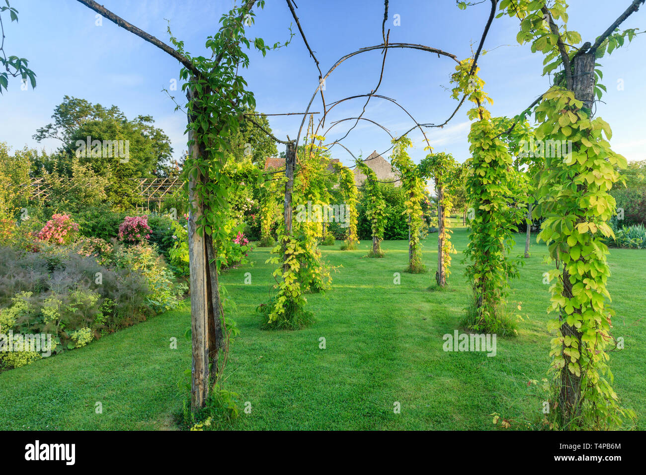 Roquelin's Gardens, Les Jardins de Roquelin, francia : lungo tunnel pergola piantati con golden luppolo (Humulus lupulus 'Aureus') e vergine vigne con 5 Foto Stock