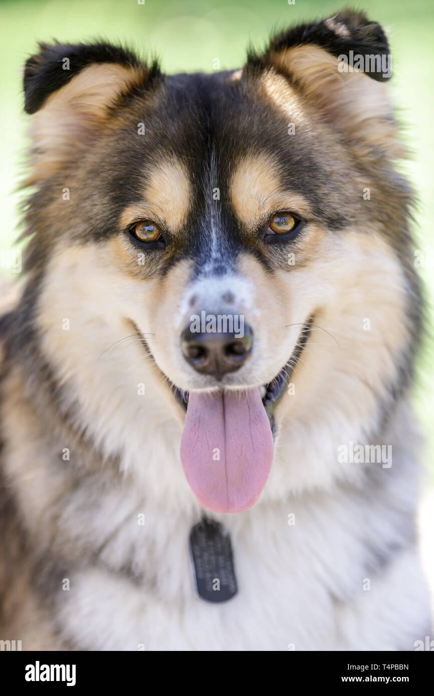 Pastore Tedesco e Siberian Husky cane misti colpo alla testa. Foto Stock
