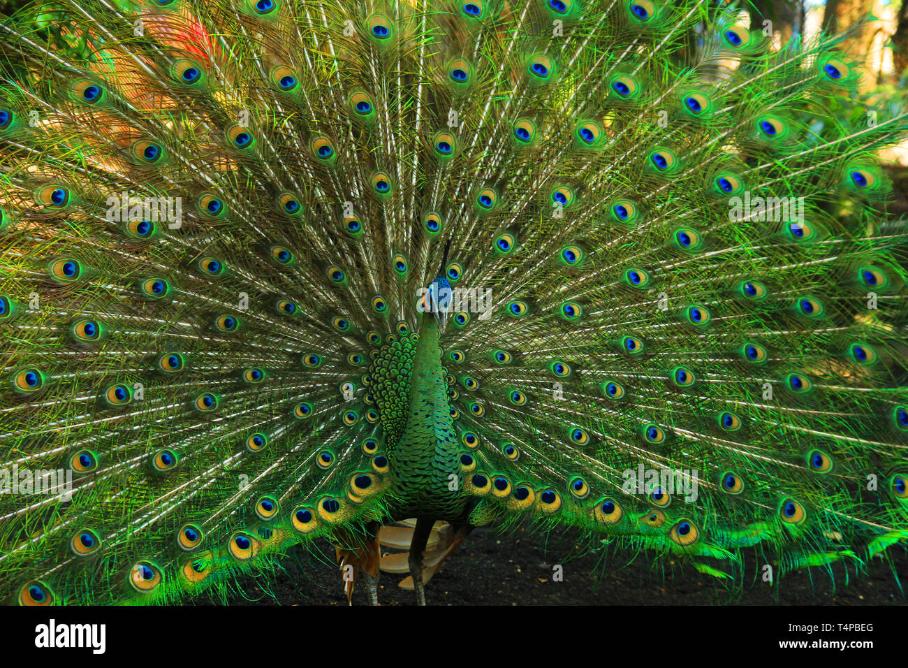 Il verde pavone con bellissime piume Foto Stock