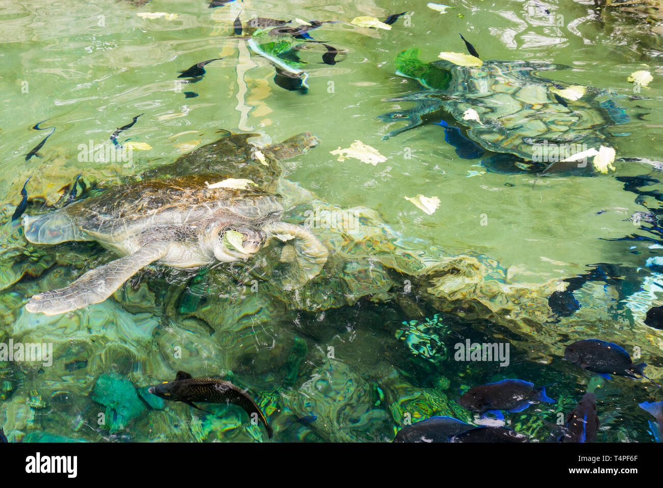 Le tartarughe giganti con disco di gusci in pelle di nuotare in cattività al Seaworld di Orlando. Foto Stock