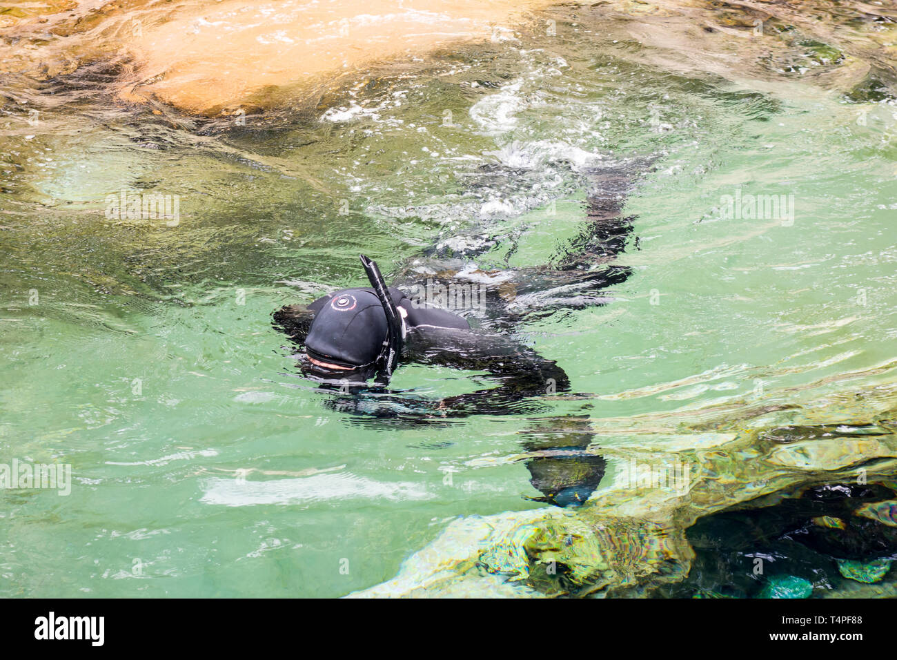 Un membro del personale lo snorkeling in acque poco profonde per alimentare le tartarughe di mare al Seaworld di Orlando. Foto Stock