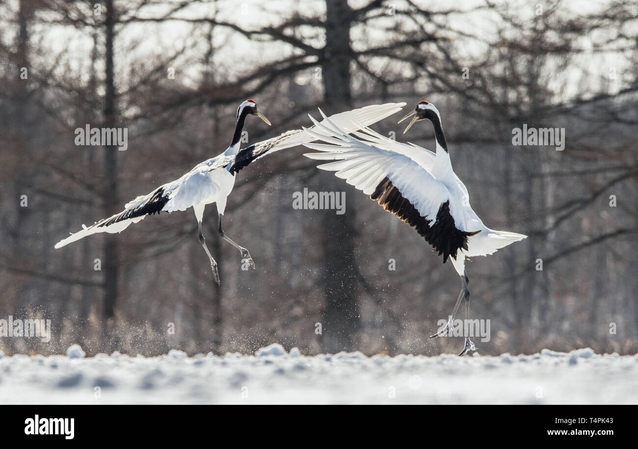 Ballo di gru. Il matrimonio rituale danza della gru. Il rosso-crowned crane . Nome scientifico: Grus japonensis, chiamato anche il Giapponese gru o Manch Foto Stock