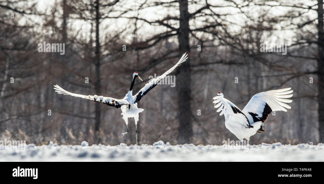 Ballo di gru. Il matrimonio rituale danza della gru. Il rosso-crowned crane . Nome scientifico: Grus japonensis, chiamato anche il Giapponese gru o Manch Foto Stock