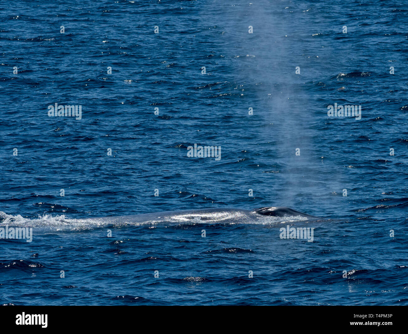 Balena Blu, Balaenoptera musculus, il più grande animale che abbiano mai vissuto nel mare di Cortez, Baja California, Messico Foto Stock