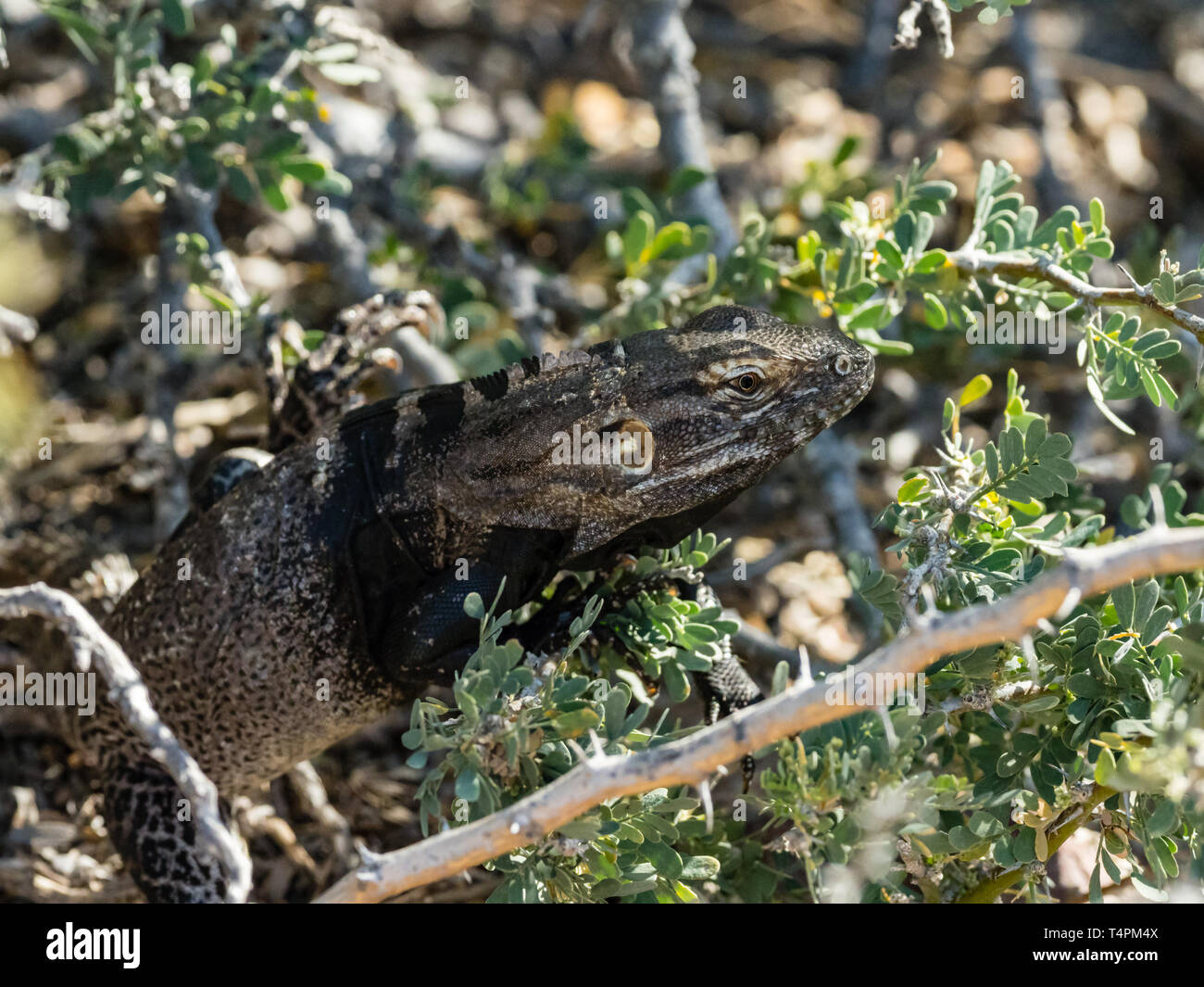 San Esteban spinoso-tailed Iguana, Ctenosaura conspicuosa, endemico a Baja California Messico Foto Stock