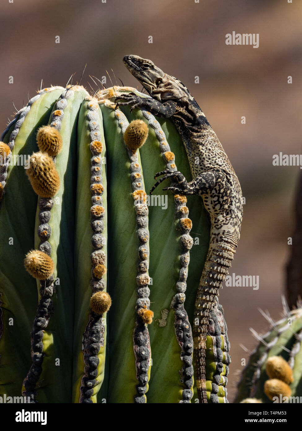 San Esteban isola spinosa-tailed Iguana, Ctenosaura conspicuosa, arrampicata cardon cactus in Baja California, Messico Foto Stock