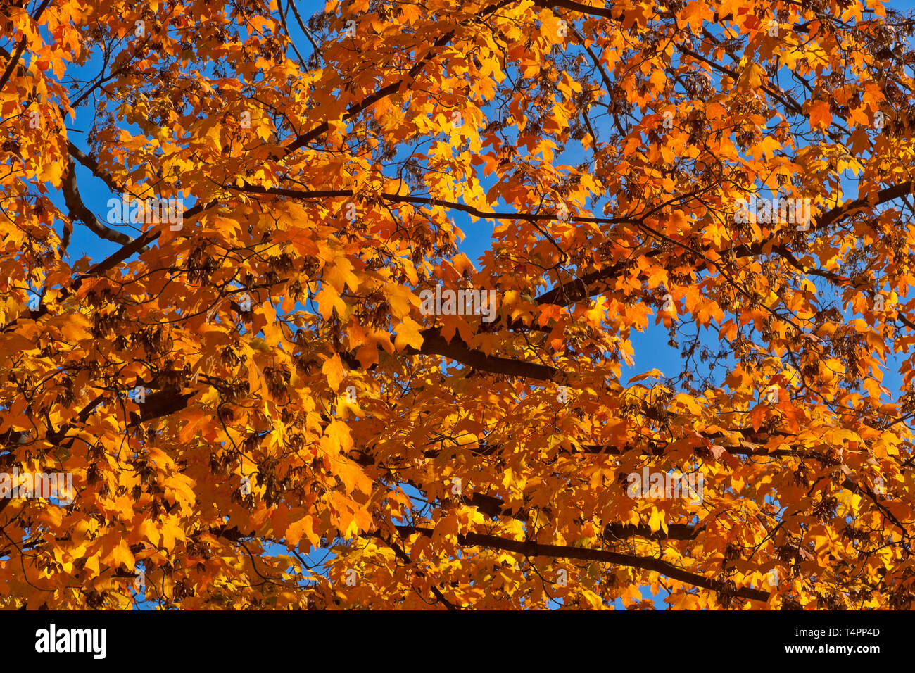 Close-up del sun-arancio bronzato fogliame di un albero di acero di San Louis durante l'autunno 2013 Peak. Foto Stock