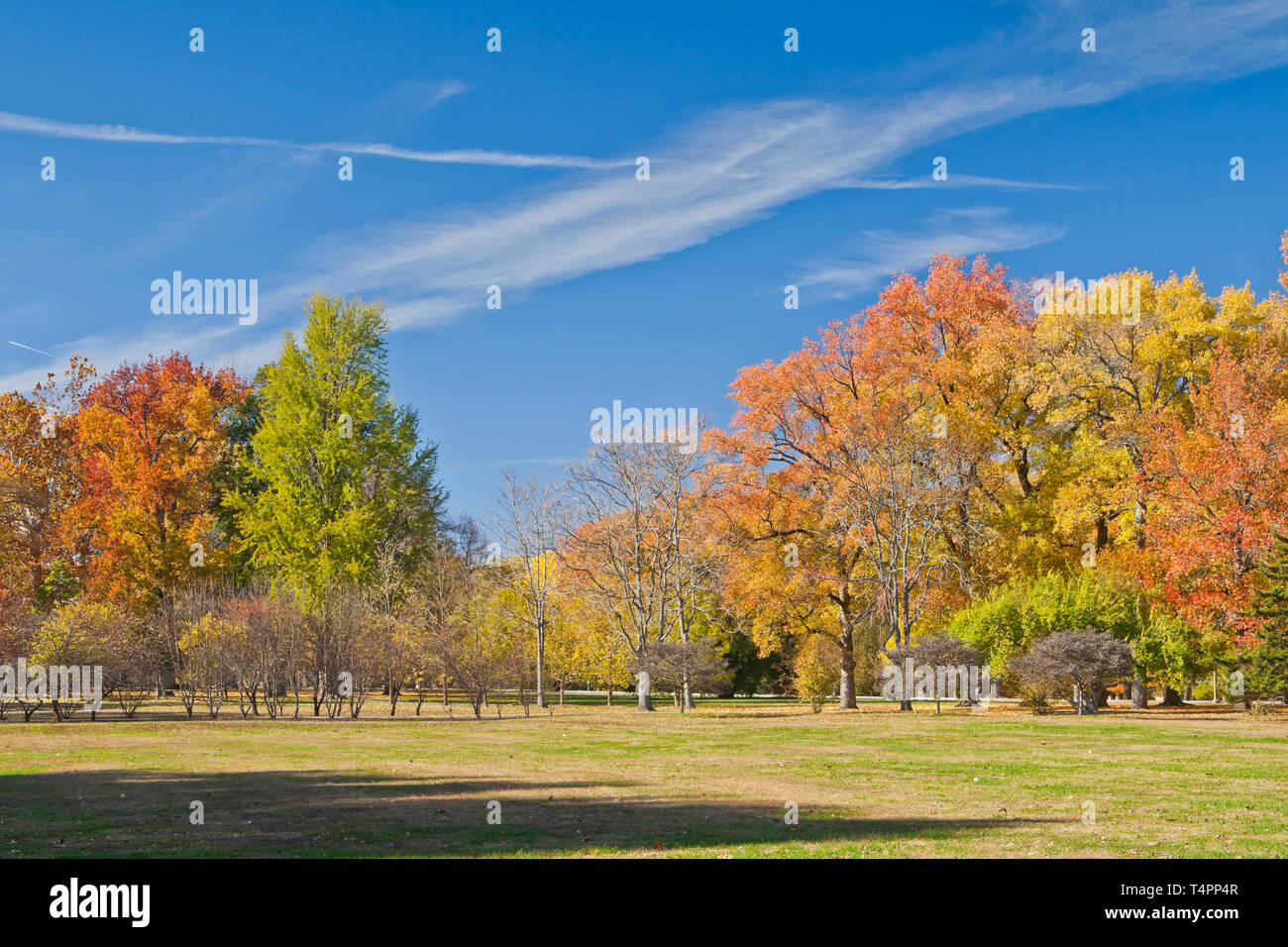 Alberi colorati a Tower Grove Park (St. Louis) e wispy nuvole si stagliano contro il cielo blu durante il 2013 picco d'autunno. Foto Stock