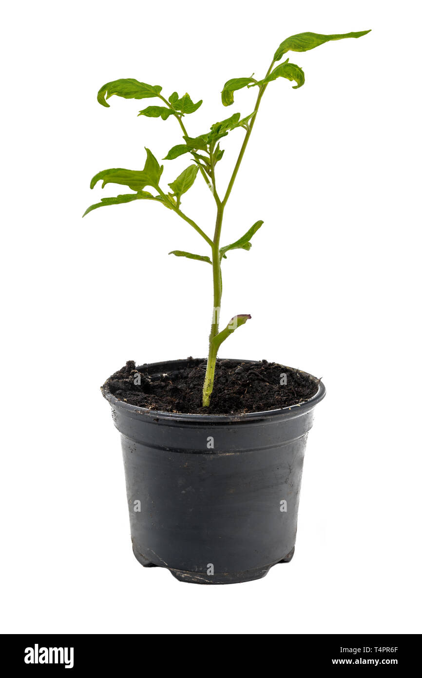 Giovani pianta di pomodoro in un vaso da fiori isolati su bianco Foto Stock