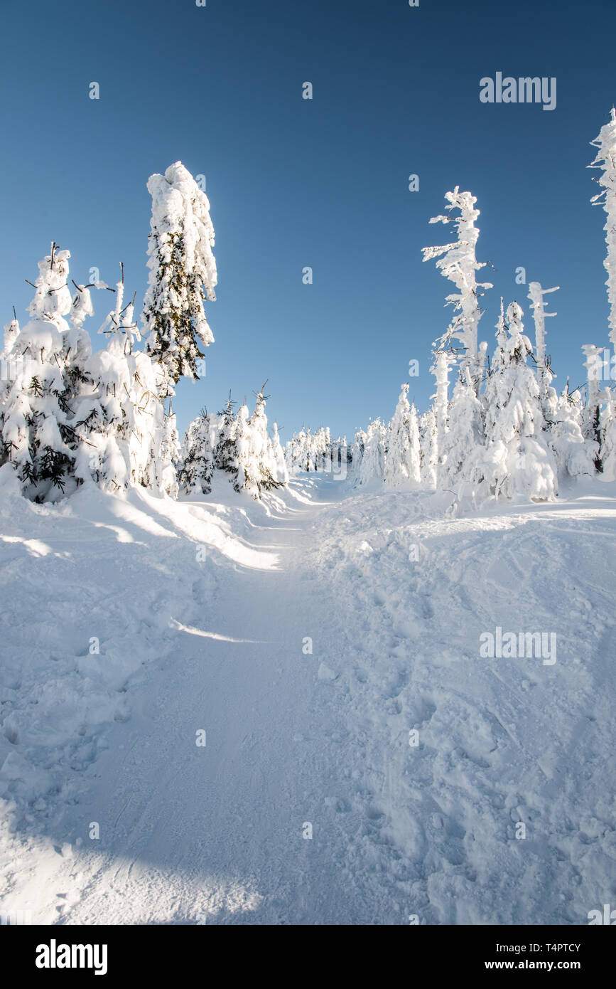 Sentiero escursionistico con congelati piccoli alberi intorno, la neve e il cielo chiaro bellow Lysa Hora hill in inverno le montagne di Moravskoslezske Beskydy in Repubblica Ceca Foto Stock