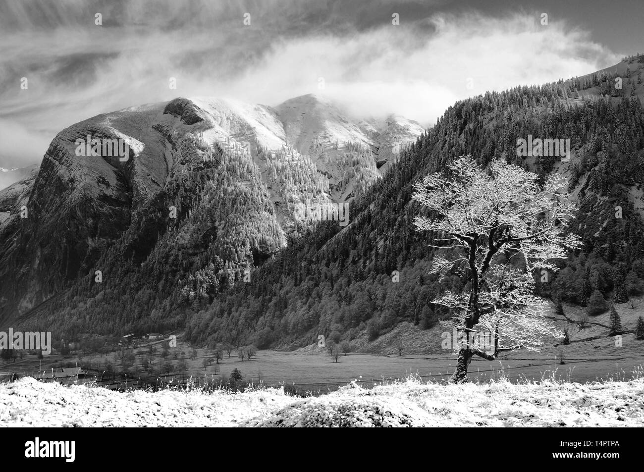 Sycamore nella prima neve, grande Ahornboden, Eng, Austria, Europa Foto Stock