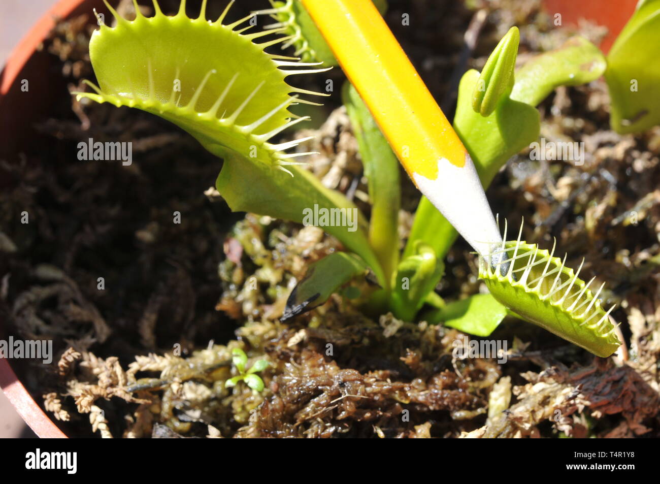 Venus flytrap strappi matita Foto Stock