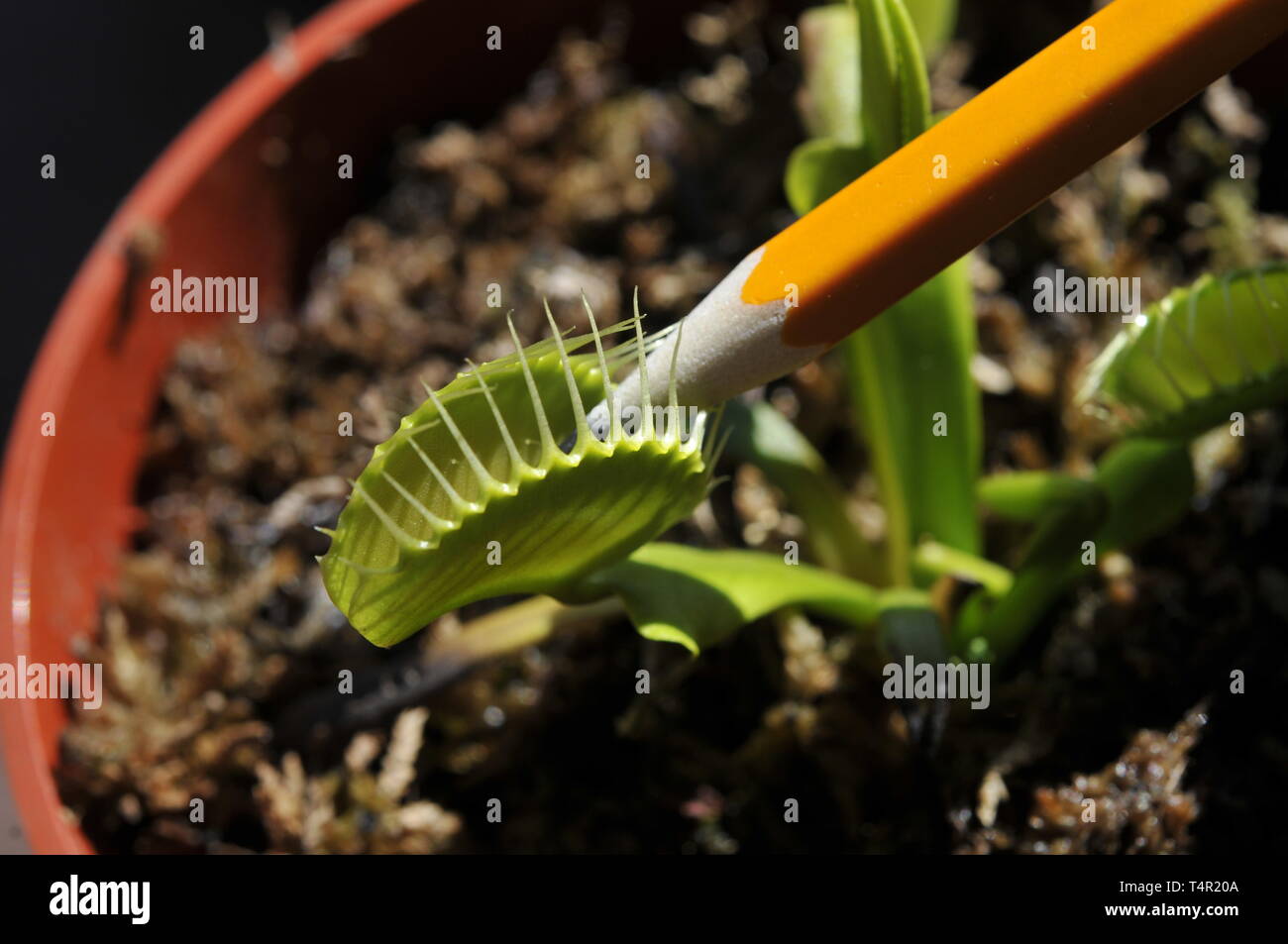 Venus flytrap strappi matita Foto Stock