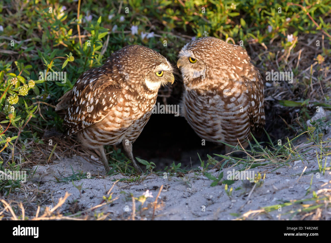 Scavando civetta (Athene cunicularia) emergenti dalla loro burrow su Marco Island, Florida, Stati Uniti d'America Foto Stock