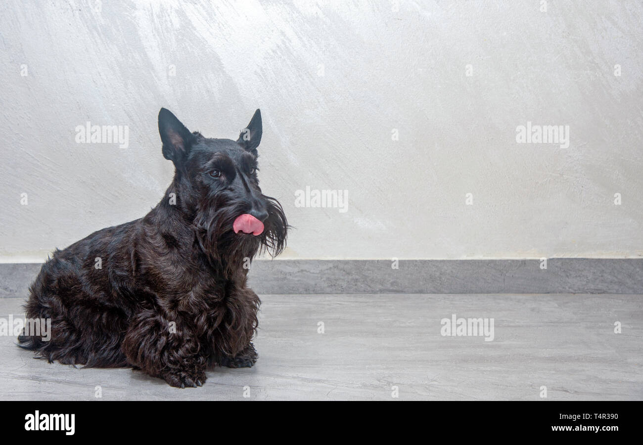 Scottish Terrier pedigree cane fotografato in ambienti interni Foto Stock