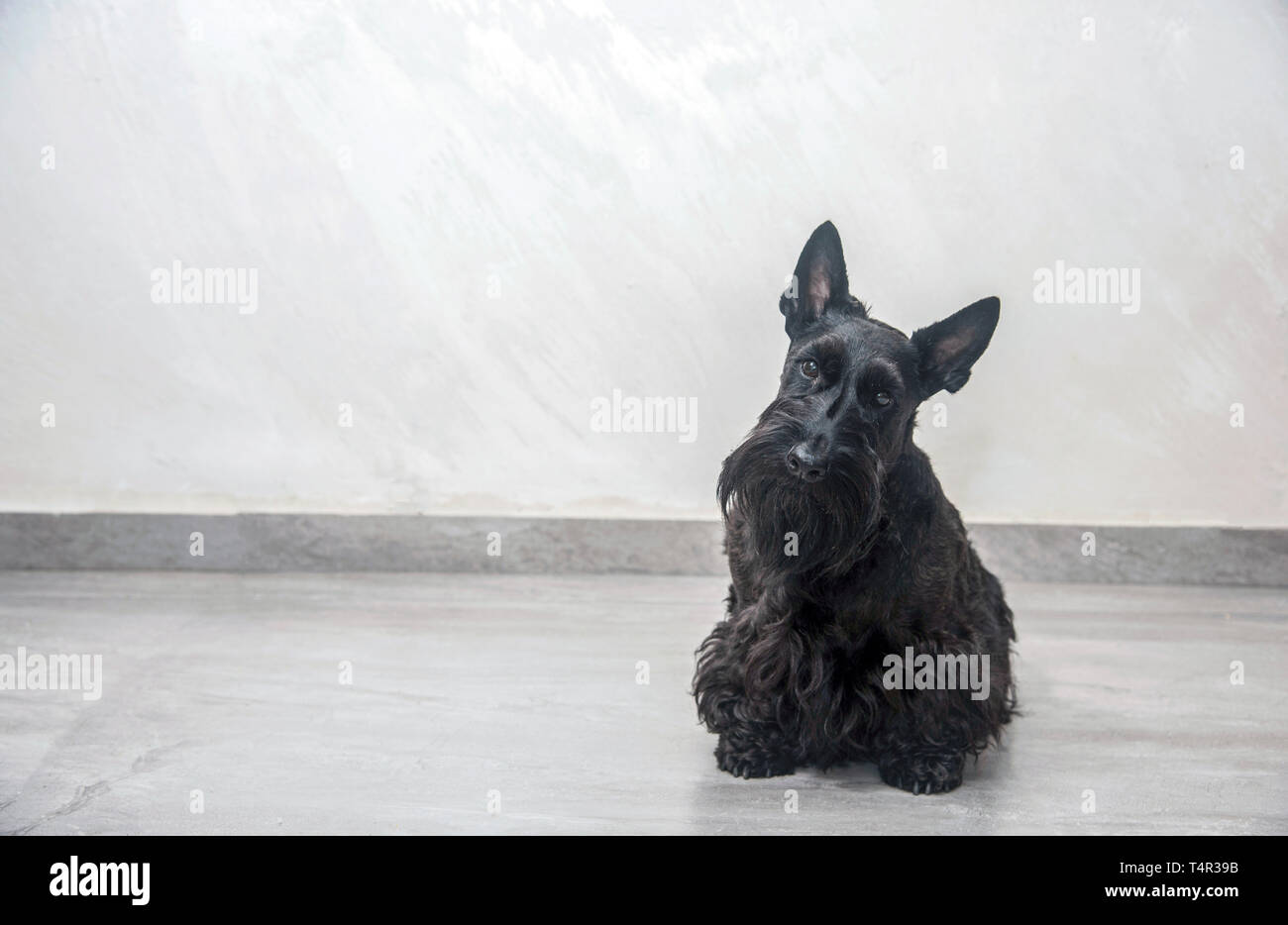 Scottish Terrier pedigree cane fotografato in ambienti interni Foto Stock