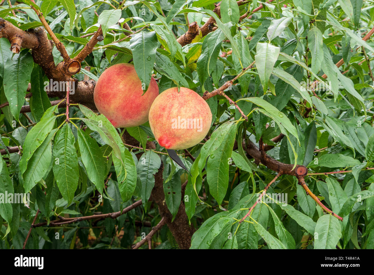 Pesche maturazione su un albero in un frutteto nei pressi di Lijiang, Yunnan, Cina Foto Stock