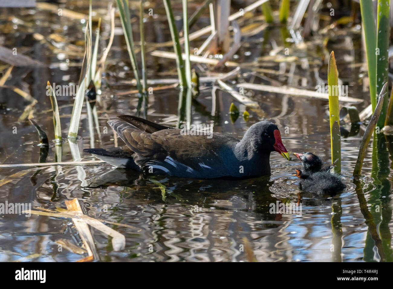 Giovani moorhen anatroccolo essendo alimentata acqua erba da adulto Foto Stock