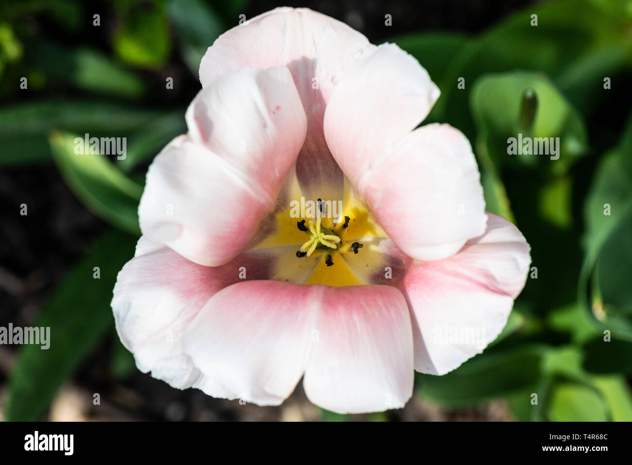 Un rosa pallido tulip flower visto da sopra Foto Stock