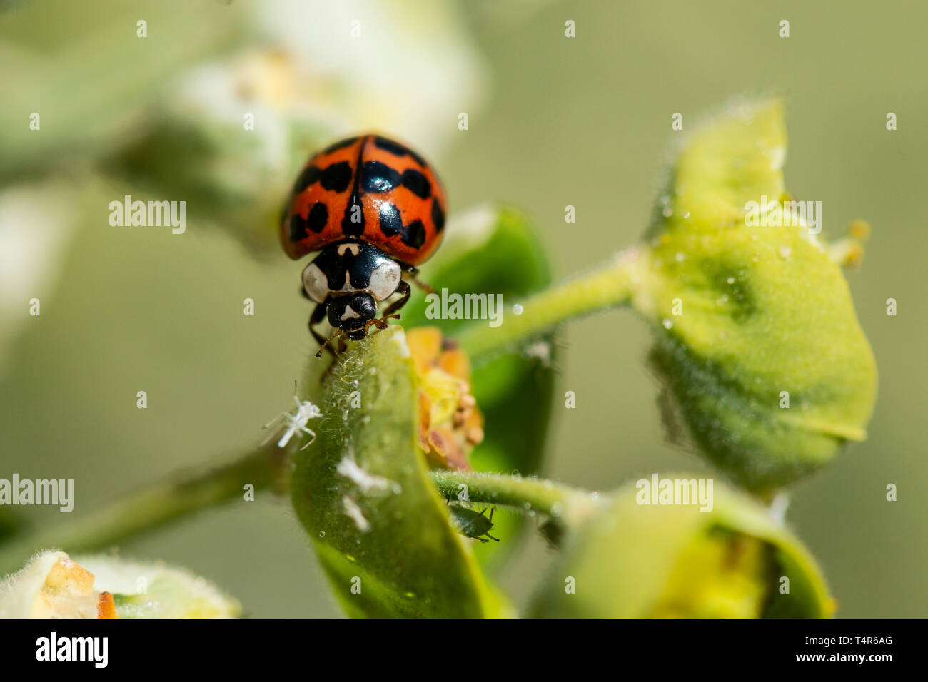 Un arlecchino ladybird (Harmonia axyridis) su una Euphorbia Foto Stock