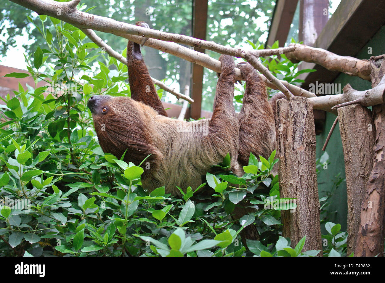 Choloepus Didactylus a due dita bradipo arrampicata animale capovolto appeso sul ramo di albero Foto Stock