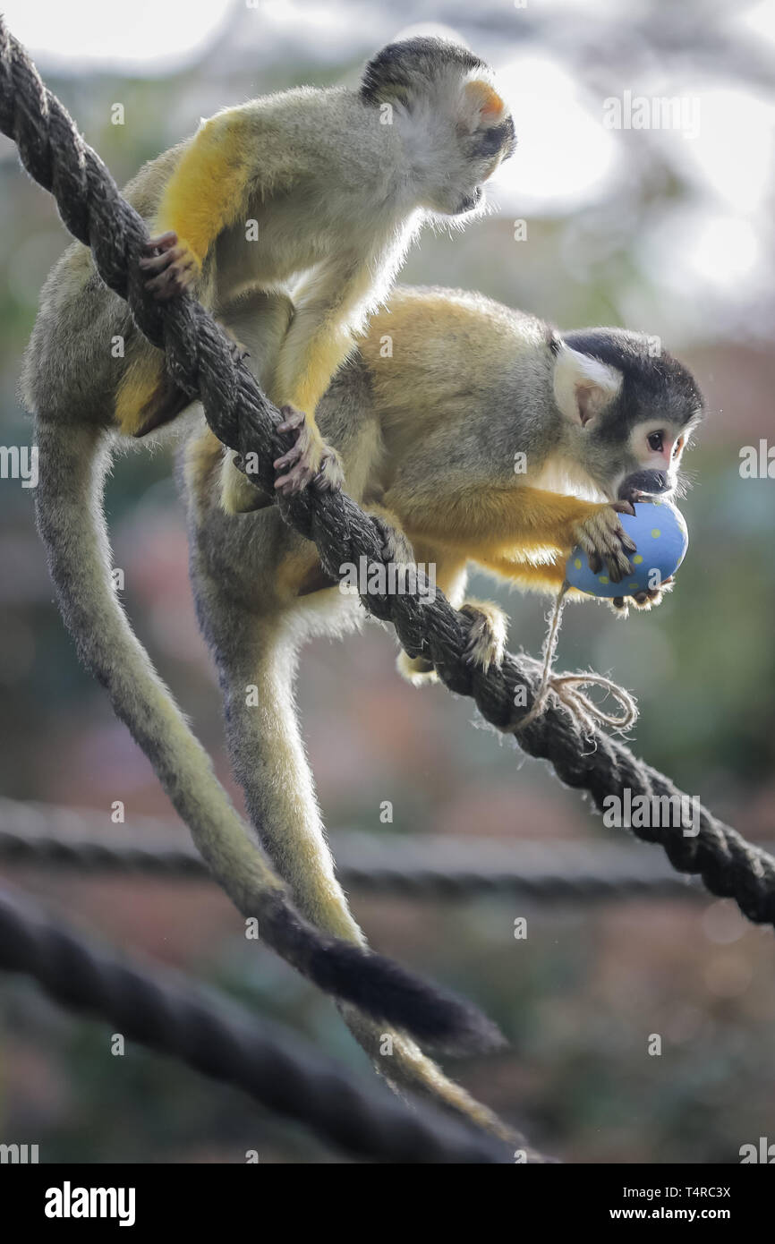 Londra, Regno Unito. Xviii Apr, 2019. ZSL London Zoo keepers preparato un uovo di pasqua caccia per gli animali. Lo Zoo di truppa di black-capped scimmie scoiattolo si è svegliato alle proprie Pasqua divertimento - colorata di cartapesta uova appesi in loro e alberato home, riempito con gustose prelibatezze. Credito: Chris Aubrey/Alamy Live News Foto Stock