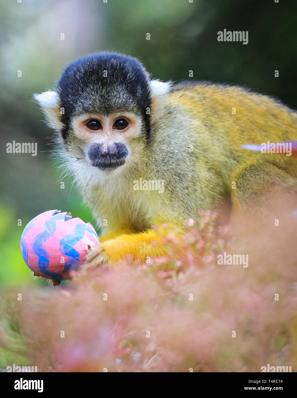 ZSL London Zoo di Londra, Regno Unito. Xviii Apr, 2019. La troupe di residenti di black-capped scimmie scoiattolo (Saimiri boliviensis) utilizzare le loro abilità acrobatiche ad ottenere le colorate uova di Pasqua riempito con gustosi mealworms appesi da loro treetop home. ZSL i detentori hanno organizzato una Pasqua Caccia con sorpresa la tratta per gli animali. Credito: Imageplotter/Alamy Live News Foto Stock