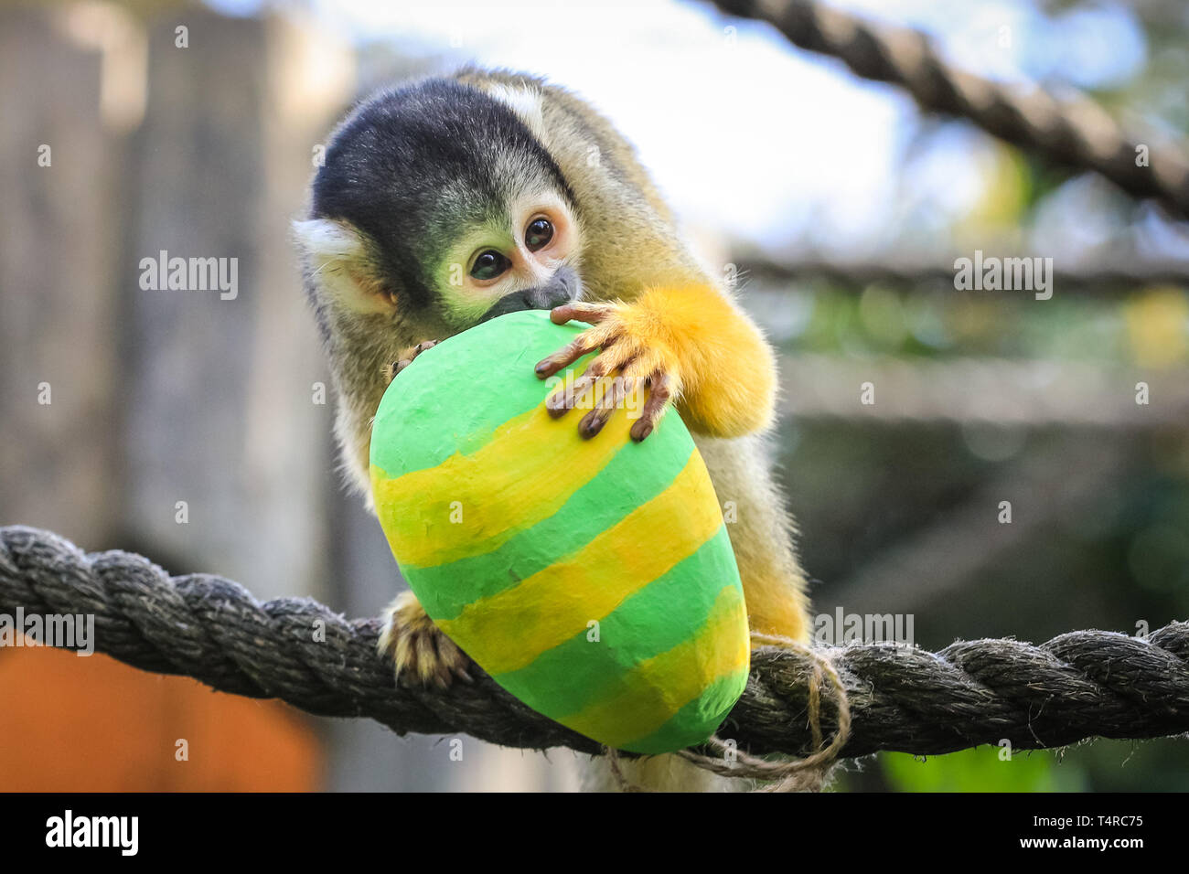 ZSL London Zoo di Londra, Regno Unito. Xviii Apr, 2019. La troupe di residenti di black-capped scimmie scoiattolo (Saimiri boliviensis) utilizzare le loro abilità acrobatiche ad ottenere le colorate uova di Pasqua riempito con gustosi mealworms appesi da loro treetop home. ZSL i detentori hanno organizzato una Pasqua Caccia con sorpresa la tratta per gli animali. Credito: Imageplotter/Alamy Live News Foto Stock