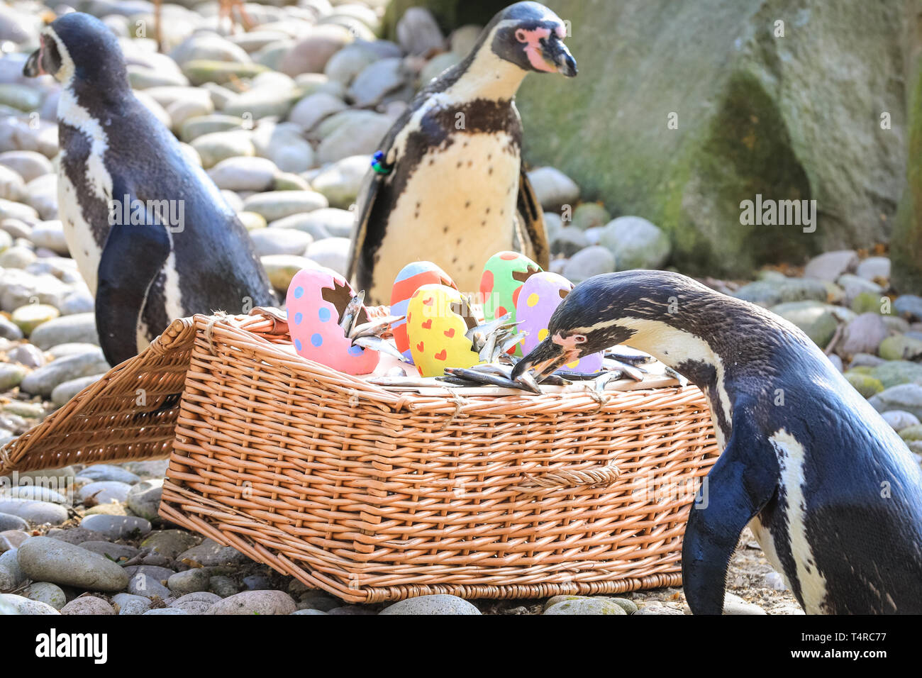 ZSL London Zoo di Londra, Regno Unito. Xviii Apr, 2019. Lo Zoo di resident colonia di pinguini Humboldt (Spheniscus Humboldti) sono serviti loro di pesce Prima colazione in una luminosa Pasqua cesto. ZSL i detentori hanno organizzato una Pasqua Caccia con sorpresa la tratta per gli animali. E sfrontato heron cerca anche di ottenere in atto. Credito: Imageplotter/Alamy Live News Foto Stock