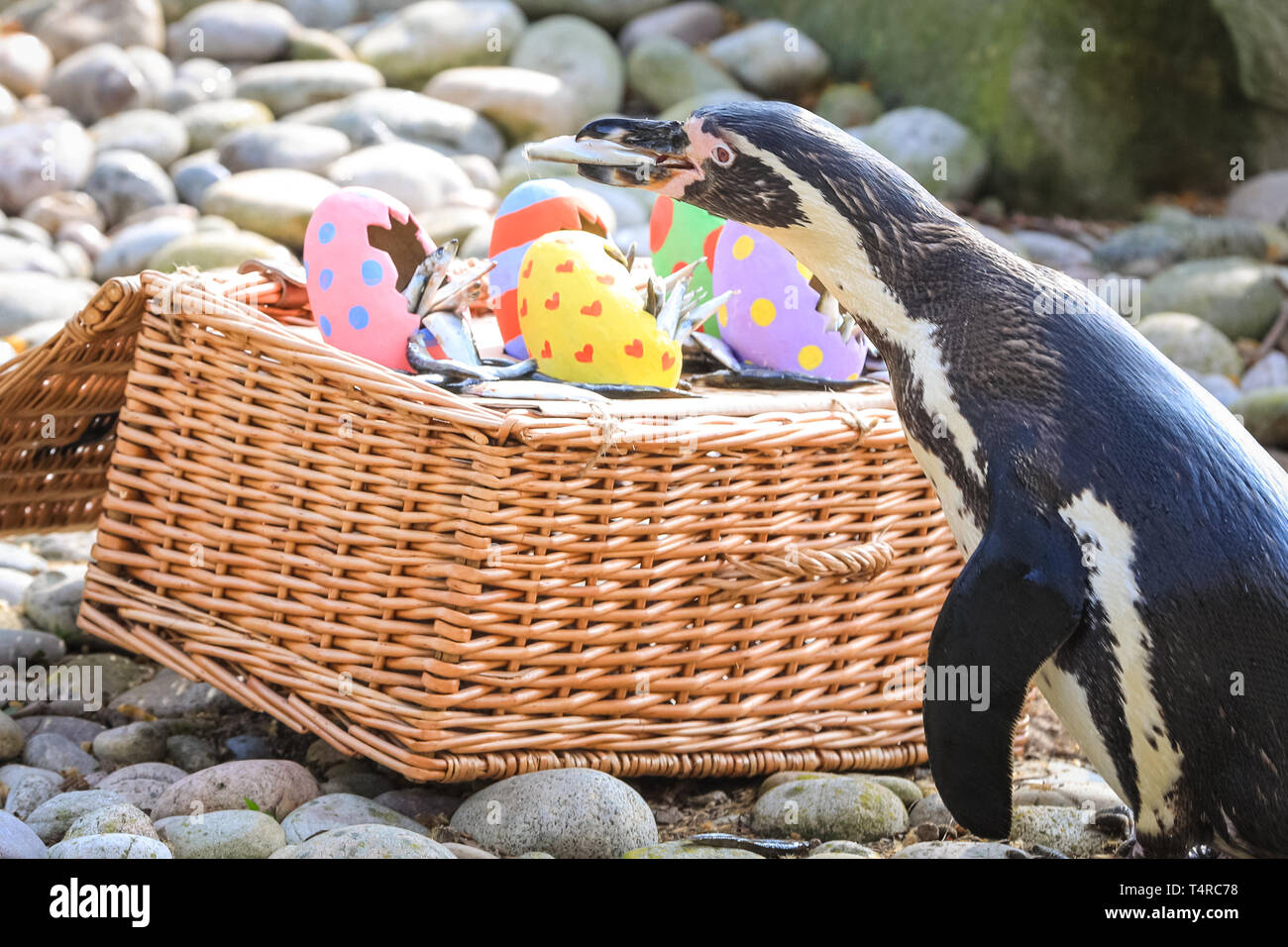 ZSL London Zoo di Londra, Regno Unito. Xviii Apr, 2019. Lo Zoo di resident colonia di pinguini Humboldt (Spheniscus Humboldti) sono serviti loro di pesce Prima colazione in una luminosa Pasqua cesto. ZSL i detentori hanno organizzato una Pasqua Caccia con sorpresa la tratta per gli animali. E sfrontato heron cerca anche di ottenere in atto. Credito: Imageplotter/Alamy Live News Foto Stock