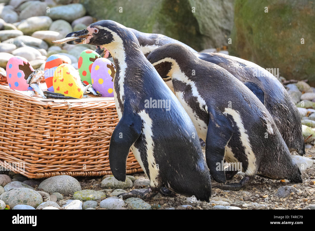 ZSL London Zoo di Londra, Regno Unito. Xviii Apr, 2019. Lo Zoo di resident colonia di pinguini Humboldt (Spheniscus Humboldti) sono serviti loro di pesce Prima colazione in una luminosa Pasqua cesto. ZSL i detentori hanno organizzato una Pasqua Caccia con sorpresa la tratta per gli animali. E sfrontato heron cerca anche di ottenere in atto. Credito: Imageplotter/Alamy Live News Foto Stock