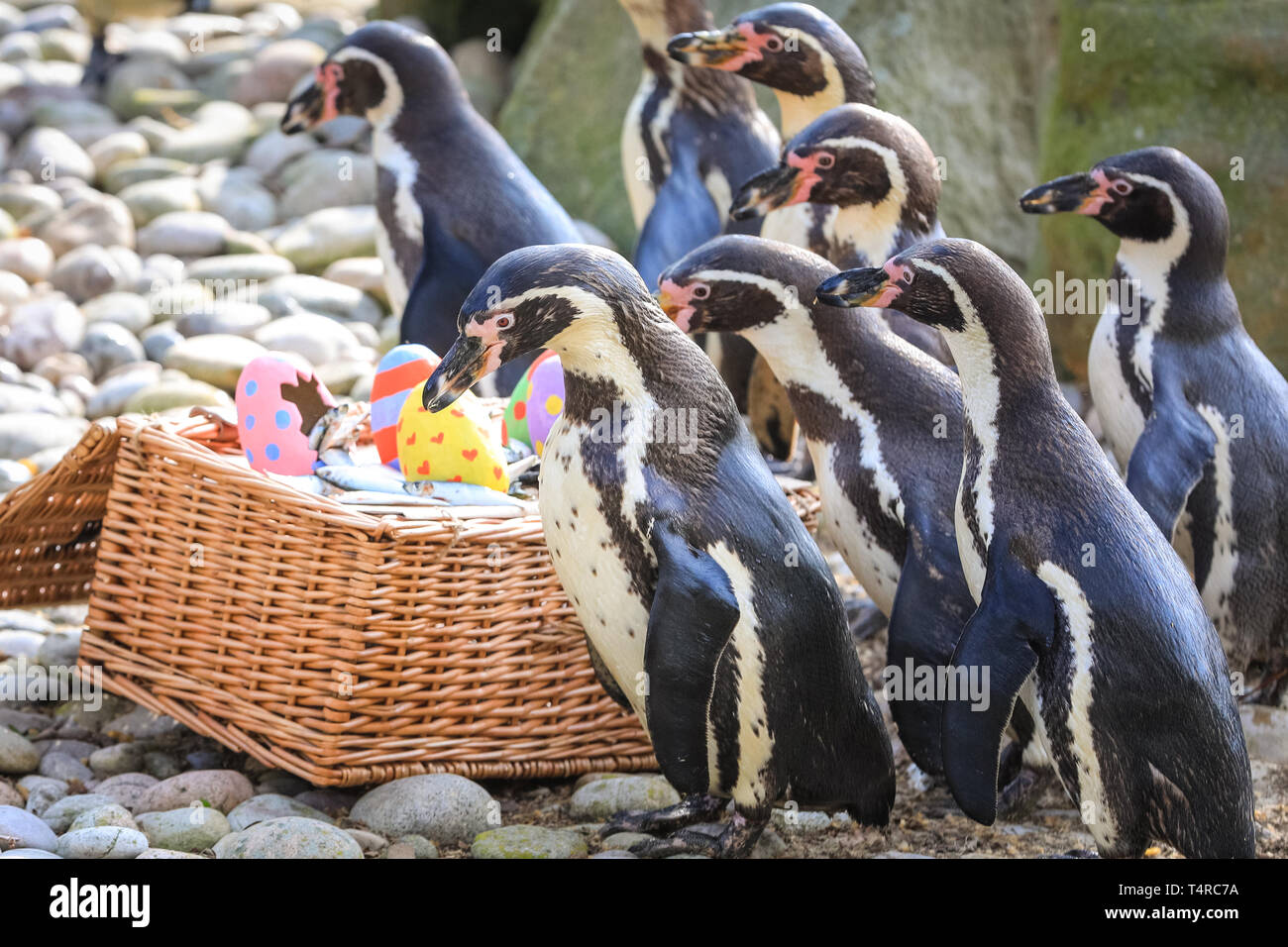 ZSL London Zoo di Londra, Regno Unito. Xviii Apr, 2019. Lo Zoo di resident colonia di pinguini Humboldt (Spheniscus Humboldti) sono serviti loro di pesce Prima colazione in una luminosa Pasqua cesto. ZSL i detentori hanno organizzato una Pasqua Caccia con sorpresa la tratta per gli animali. E sfrontato heron cerca anche di ottenere in atto. Credito: Imageplotter/Alamy Live News Foto Stock