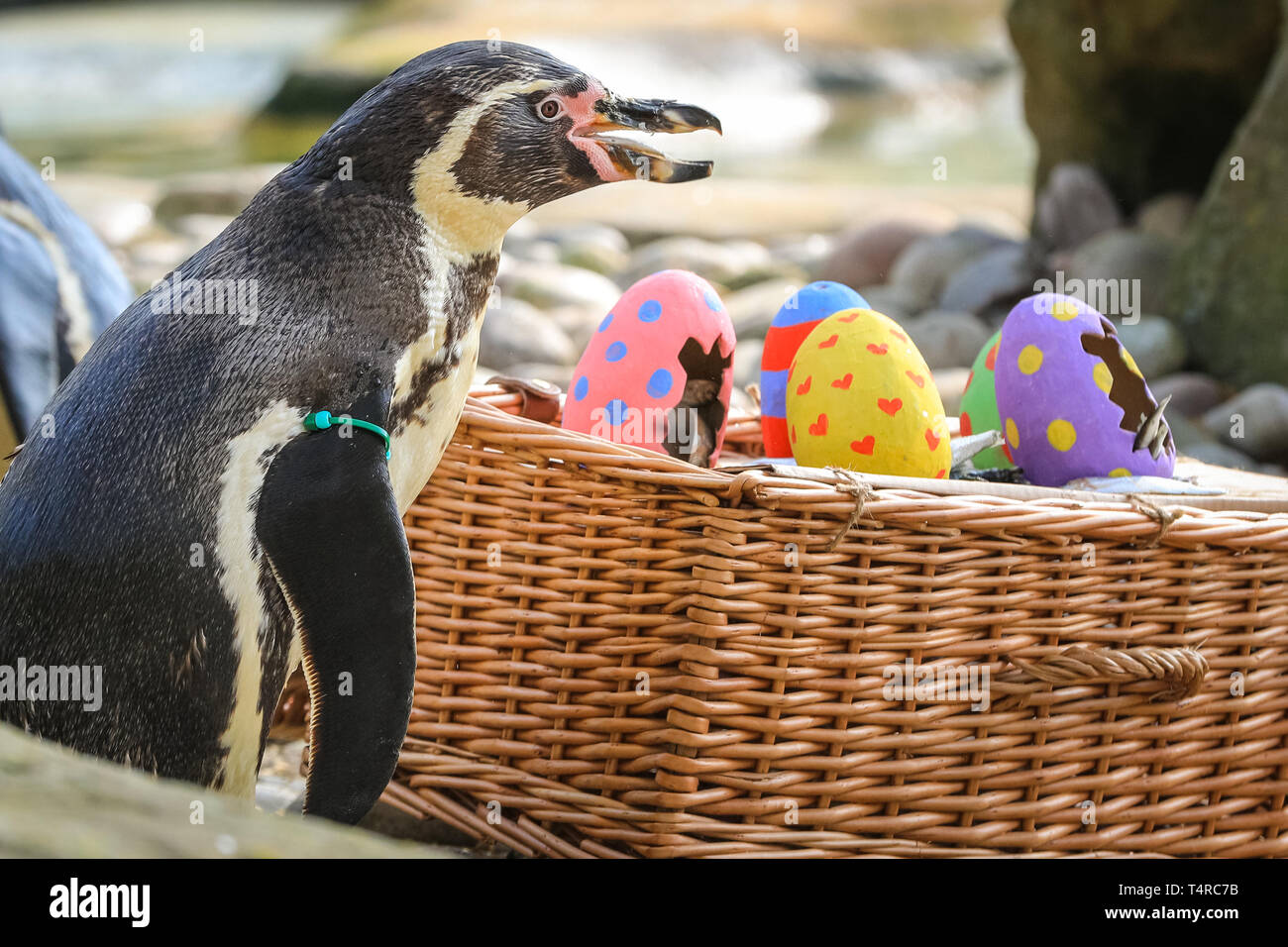 ZSL London Zoo di Londra, Regno Unito. Xviii Apr, 2019. Lo Zoo di resident colonia di pinguini Humboldt (Spheniscus Humboldti) sono serviti loro di pesce Prima colazione in una luminosa Pasqua cesto. ZSL i detentori hanno organizzato una Pasqua Caccia con sorpresa la tratta per gli animali. E sfrontato heron cerca anche di ottenere in atto. Credito: Imageplotter/Alamy Live News Foto Stock