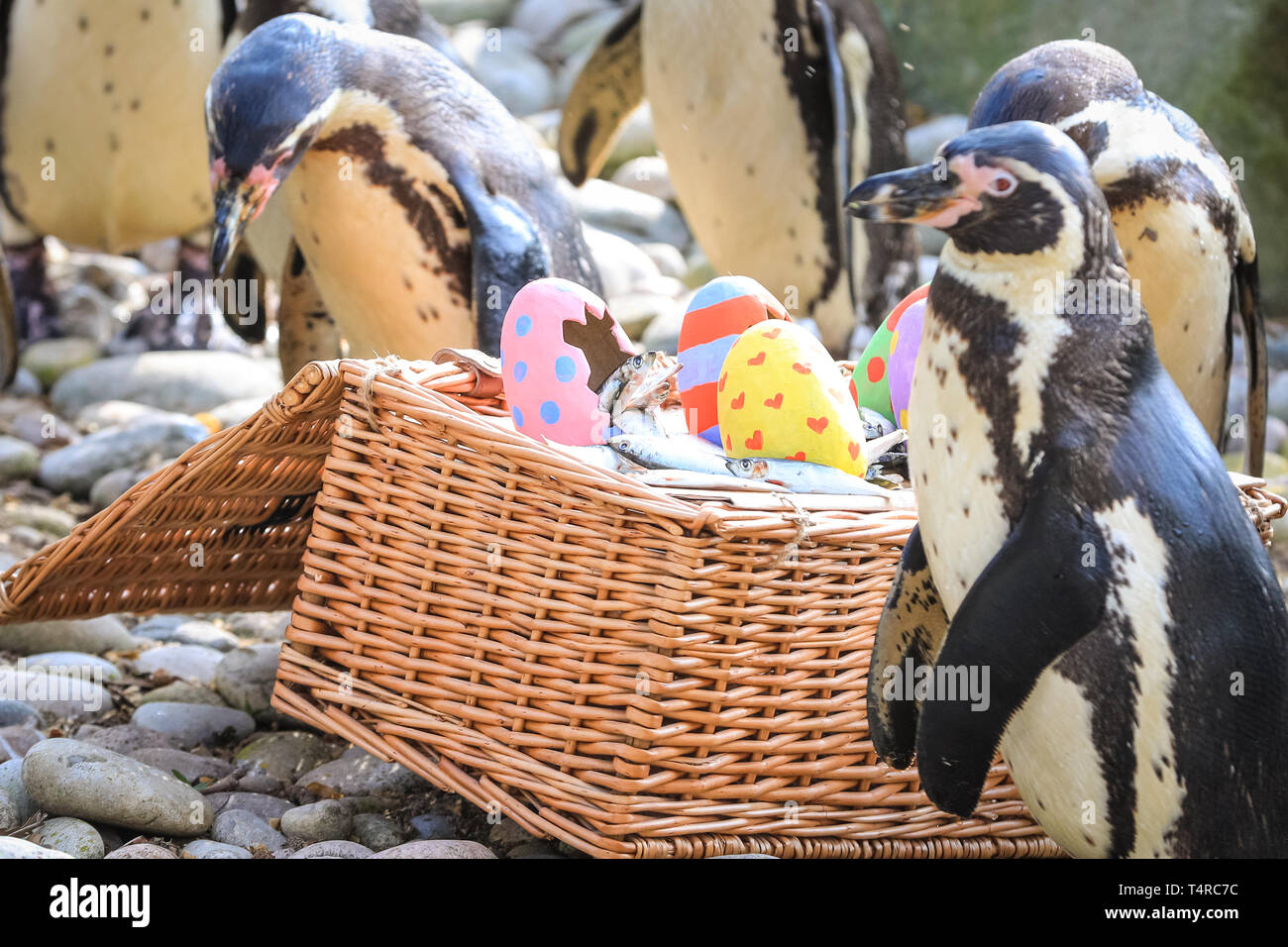 ZSL London Zoo di Londra, Regno Unito. Xviii Apr, 2019. Lo Zoo di resident colonia di pinguini Humboldt (Spheniscus Humboldti) sono serviti loro di pesce Prima colazione in una luminosa Pasqua cesto. ZSL i detentori hanno organizzato una Pasqua Caccia con sorpresa la tratta per gli animali. E sfrontato heron cerca anche di ottenere in atto. Credito: Imageplotter/Alamy Live News Foto Stock