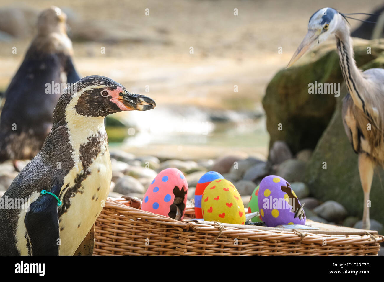 ZSL London Zoo di Londra, Regno Unito. Xviii Apr, 2019. Lo Zoo di resident colonia di pinguini Humboldt (Spheniscus Humboldti) sono serviti loro di pesce Prima colazione in una luminosa Pasqua cesto. ZSL i detentori hanno organizzato una Pasqua Caccia con sorpresa la tratta per gli animali. E sfrontato heron cerca anche di ottenere in atto. Credito: Imageplotter/Alamy Live News Foto Stock