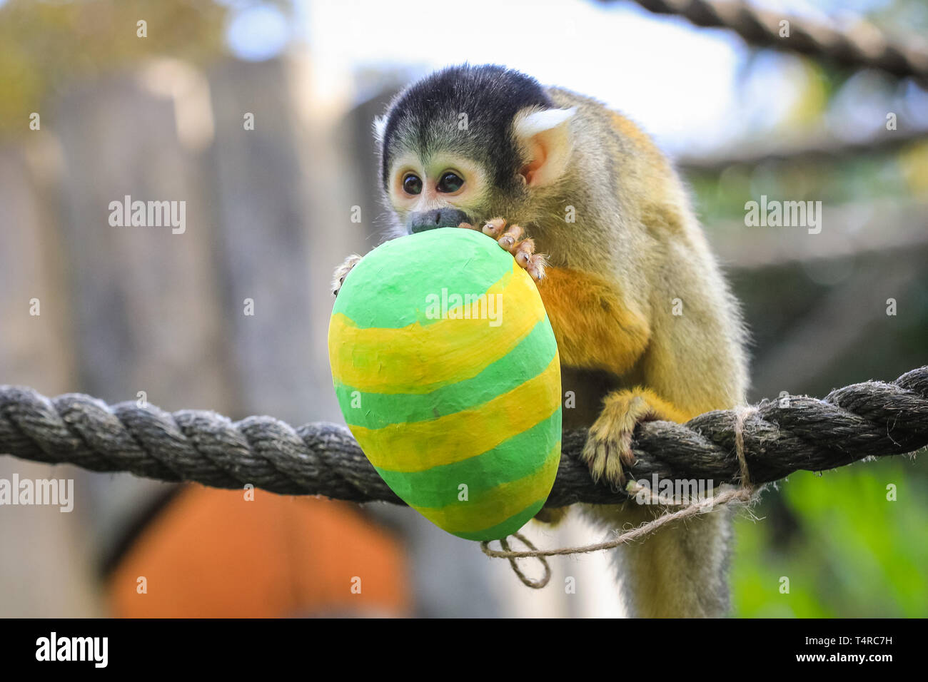 ZSL London Zoo di Londra, Regno Unito. Xviii Apr, 2019. La troupe di residenti di black-capped scimmie scoiattolo (Saimiri boliviensis) utilizzare le loro abilità acrobatiche ad ottenere le colorate uova di Pasqua riempito con gustosi mealworms appesi da loro treetop home. ZSL i detentori hanno organizzato una Pasqua Caccia con sorpresa la tratta per gli animali. Credito: Imageplotter/Alamy Live News Foto Stock