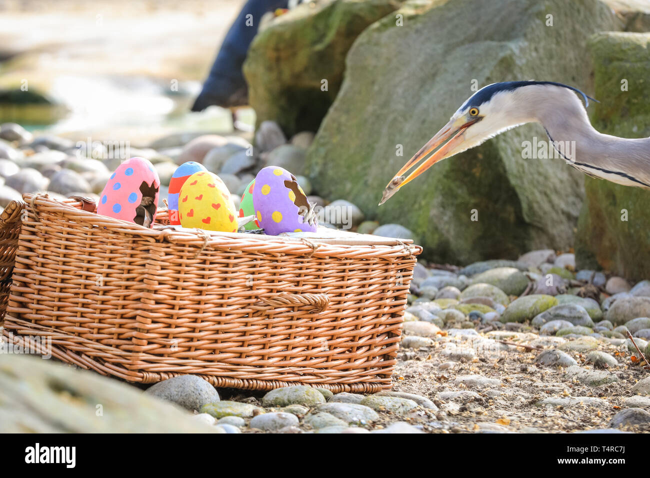 ZSL London Zoo di Londra, Regno Unito. Xviii Apr, 2019. Il heron riesce a squeeze. Lo Zoo di resident colonia di pinguini Humboldt (Spheniscus Humboldti) sono serviti loro di pesce Prima colazione in una luminosa Pasqua cesto. ZSL i detentori hanno organizzato una Pasqua Caccia con sorpresa la tratta per gli animali. E sfrontato heron cerca anche di ottenere in atto. Credito: Imageplotter/Alamy Live News Foto Stock